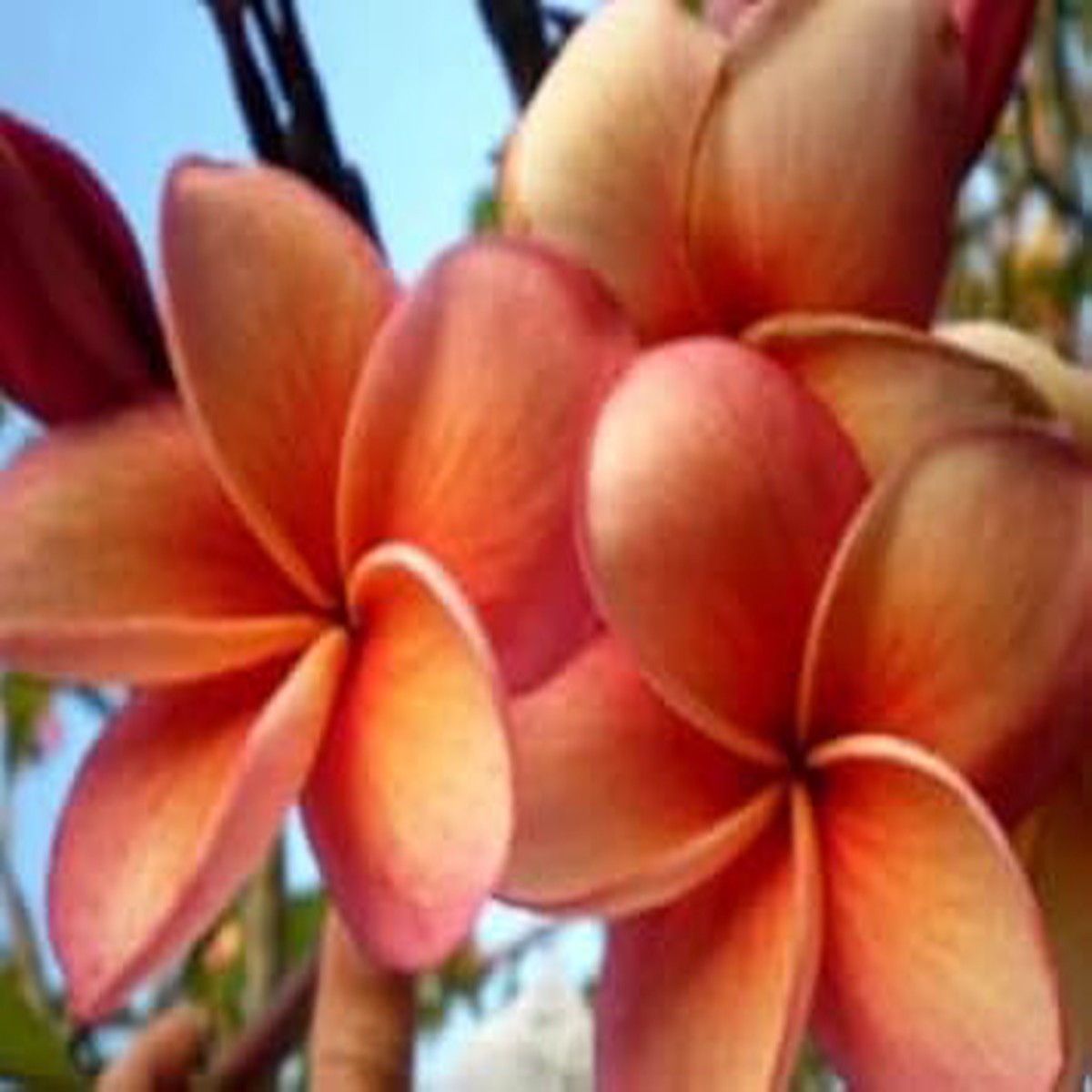 Orange Frangipani Flower Seeds Heirloom Non-GMO Seeds for Planting | High Germination Organic Garden Seeds