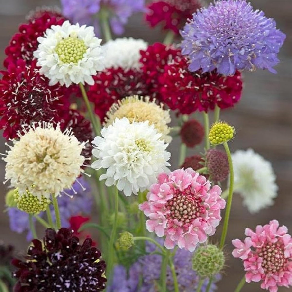 Pincushion Flower Seeds Heirloom Non-GMO Scabiosa Blooms for Pollinator-Friendly Gardens
