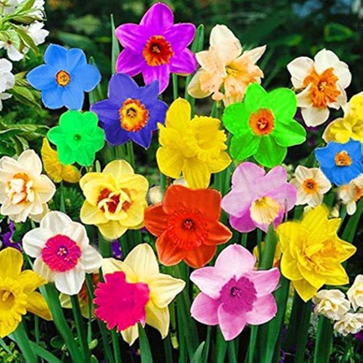 Rainbow Daffodils Flower Seeds for Planting Vibrant Colors, Heirloom, Non-GMO Seeds