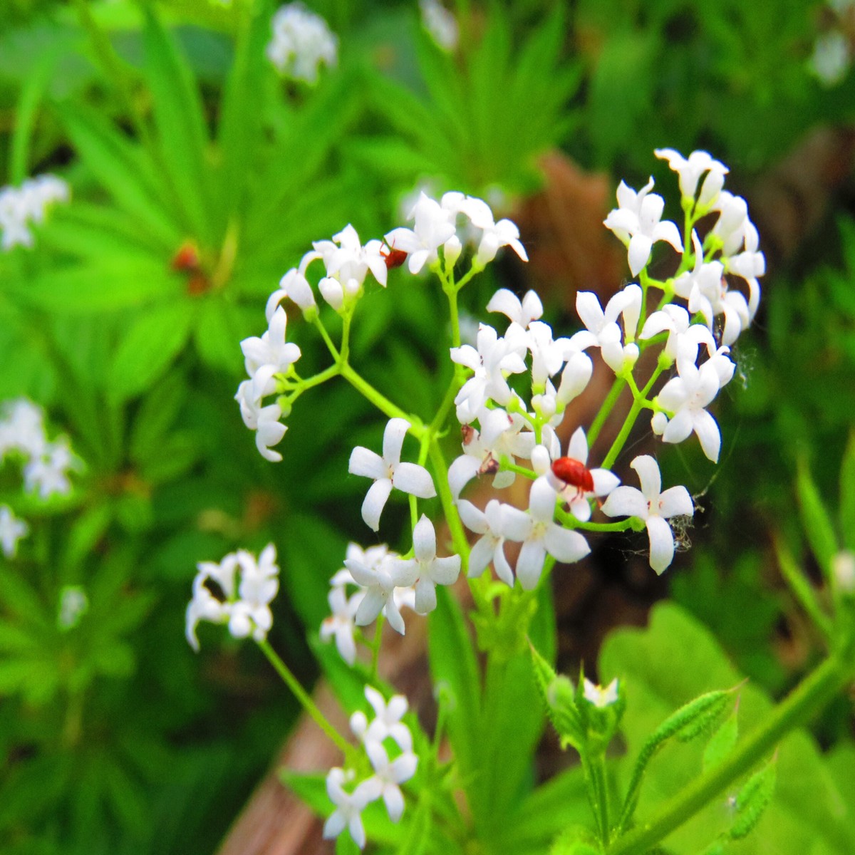 Sweet Woodruff Flower Seeds for Planting Heirloom, Non-GMO, High Germination Organic Garden Seeds for Fragrant Blooms