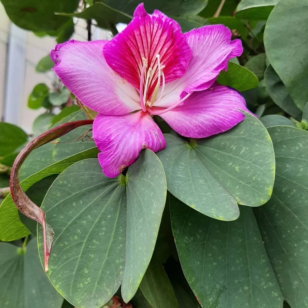 Bauhinia Flower Seeds for Planting, Heirloom, Non-GMHeirloom Bauhinia Flower Seeds, Non-GMO Orchid Tree Blooms for Tropical Garden PlantingO, 100 pcs