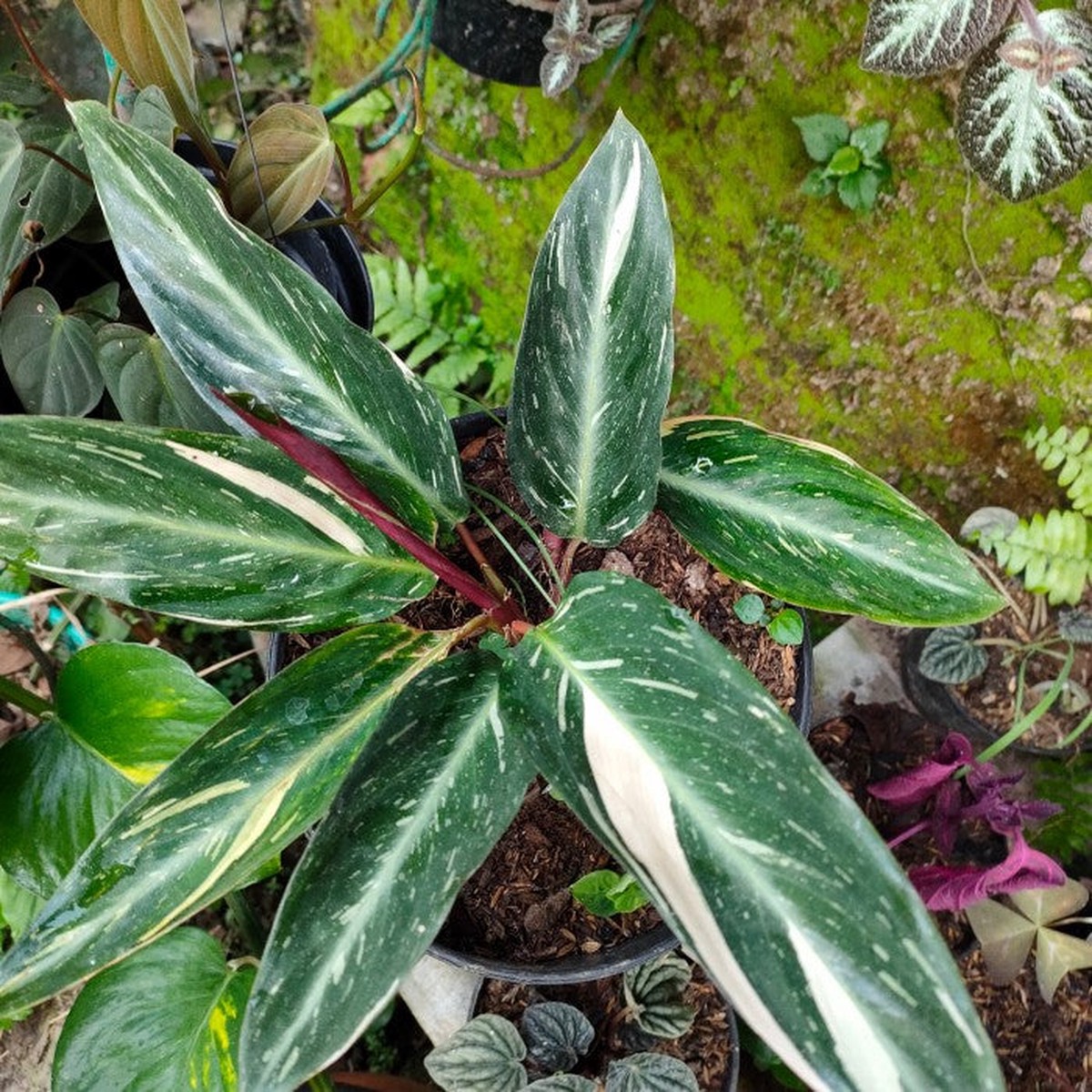 Calathea Magicstar Plant Seeds for Planting, Heirloom, Non-GMO Seeds