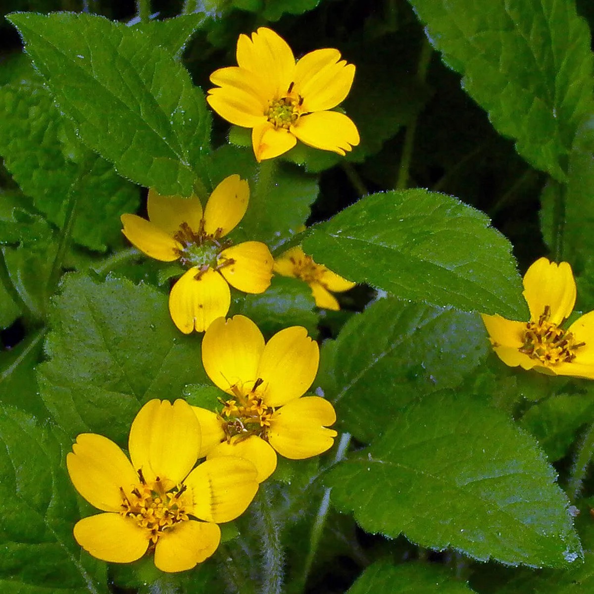 Chrysogonum Virginianum Flower Seeds for planting Heirloom, Non-GMO, Easy to Grow Perennial Seeds