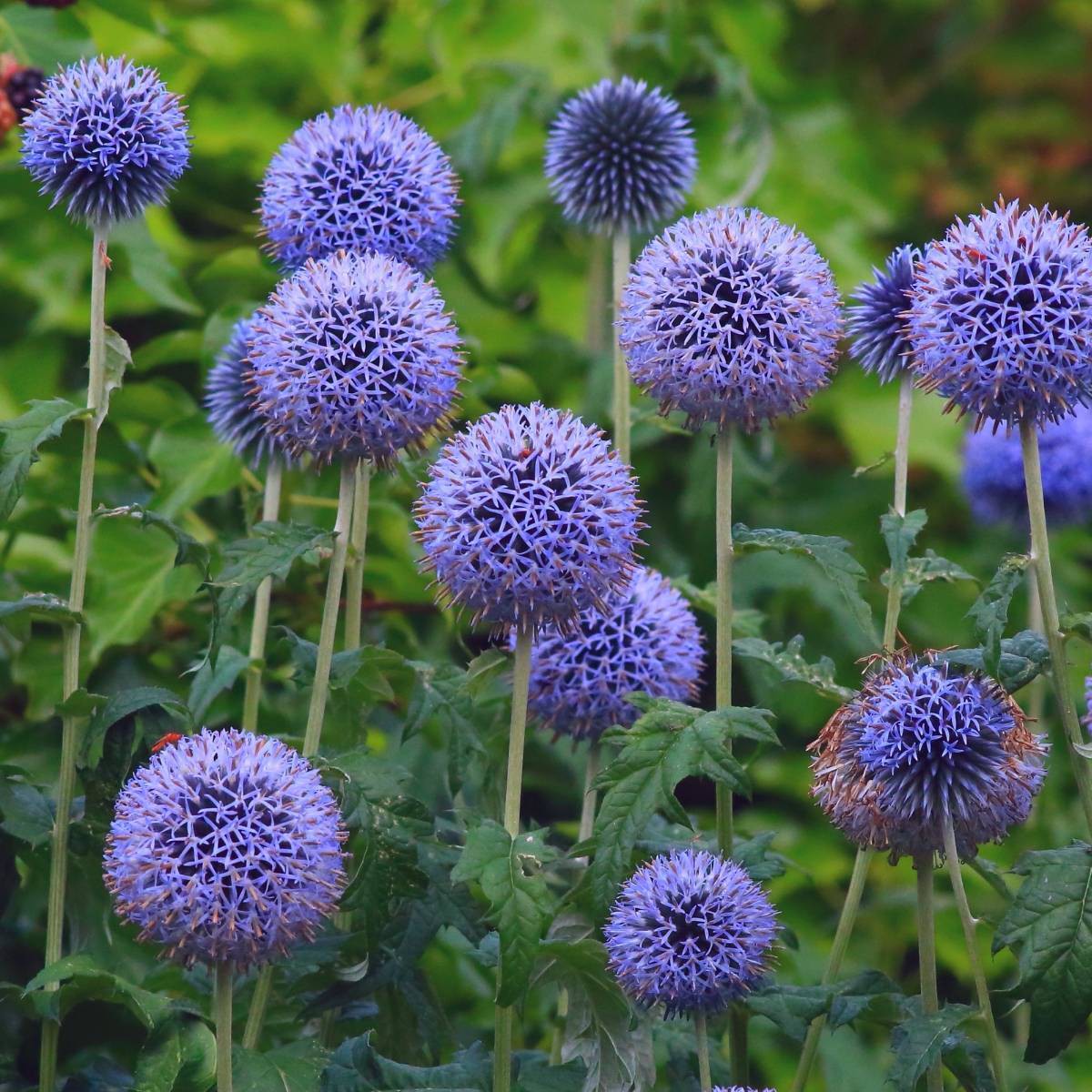 Echinops Ritro Flower Seeds Heirloom, Non-GMO, Globe Thistle Blooms for Drought-Resistant Garden Planting