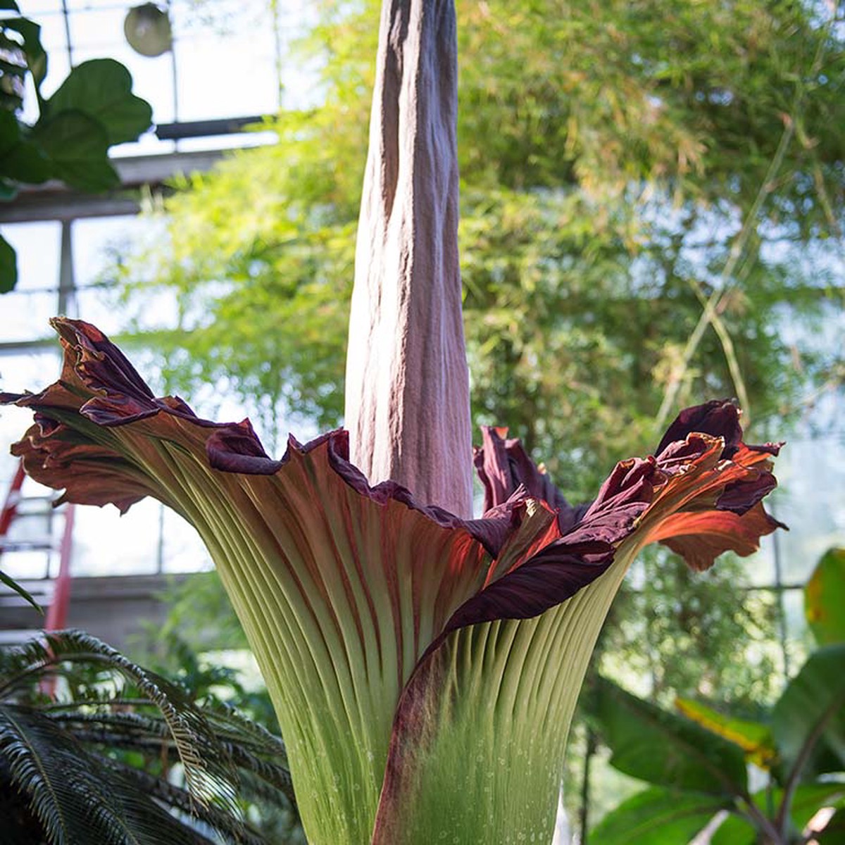 Heirloom Non-GMO Amorphophallus Flower Seeds for Rare and Exotic Garden Planting