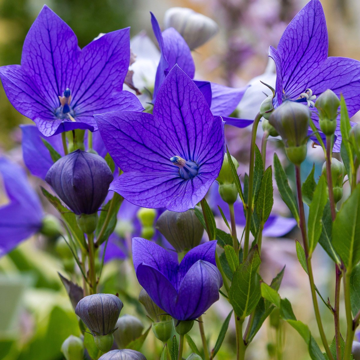 Heirloom Non-GMO Balloon Flower Seeds Unique Perennial Flower Seeds for Garden Planting