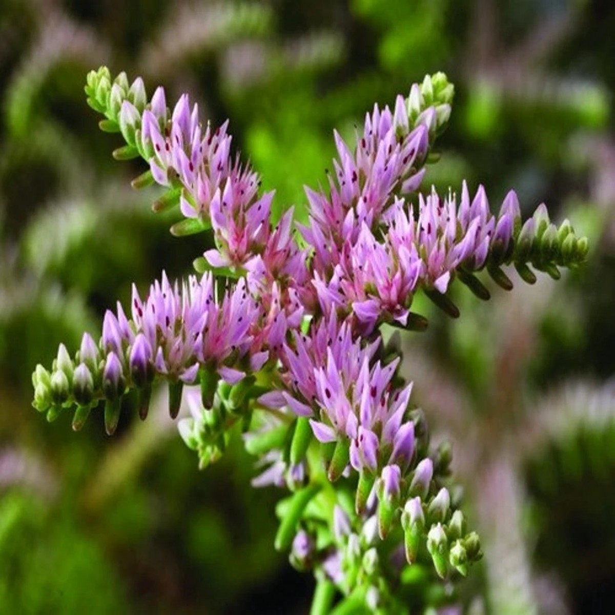 Heirloom Non-GMO Pink Green Sedum Seastar Flower Seeds for Planting Unique Ground Cover Blooms