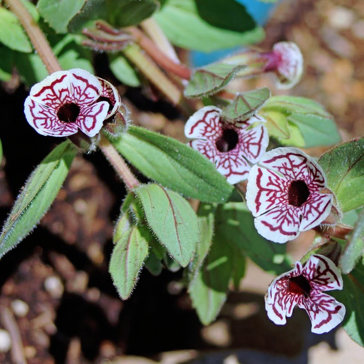 Mimulus Pictus Flower Seeds Heirloom Non-GMO Spotted Monkey Blooms for Unique Garden Planting