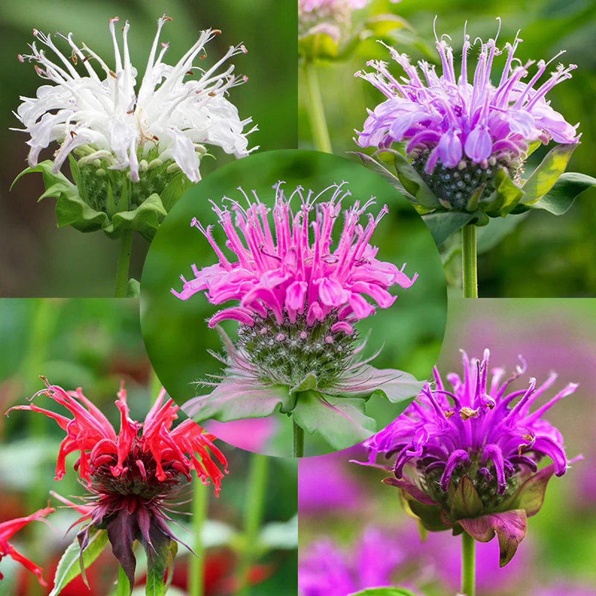 Monarda Panorama Mix Bergamot Flower Seeds for Planting - Organic, Fresh Heirloom and Non-GMO Garden Seeds
