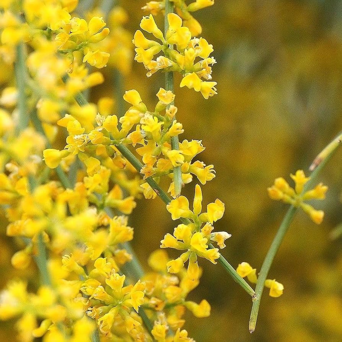 Retama Sphaerocarpa Flower Seeds Heirloom Non-GMO Yellow Broom Blooms for Drought-Tolerant Garden Planting