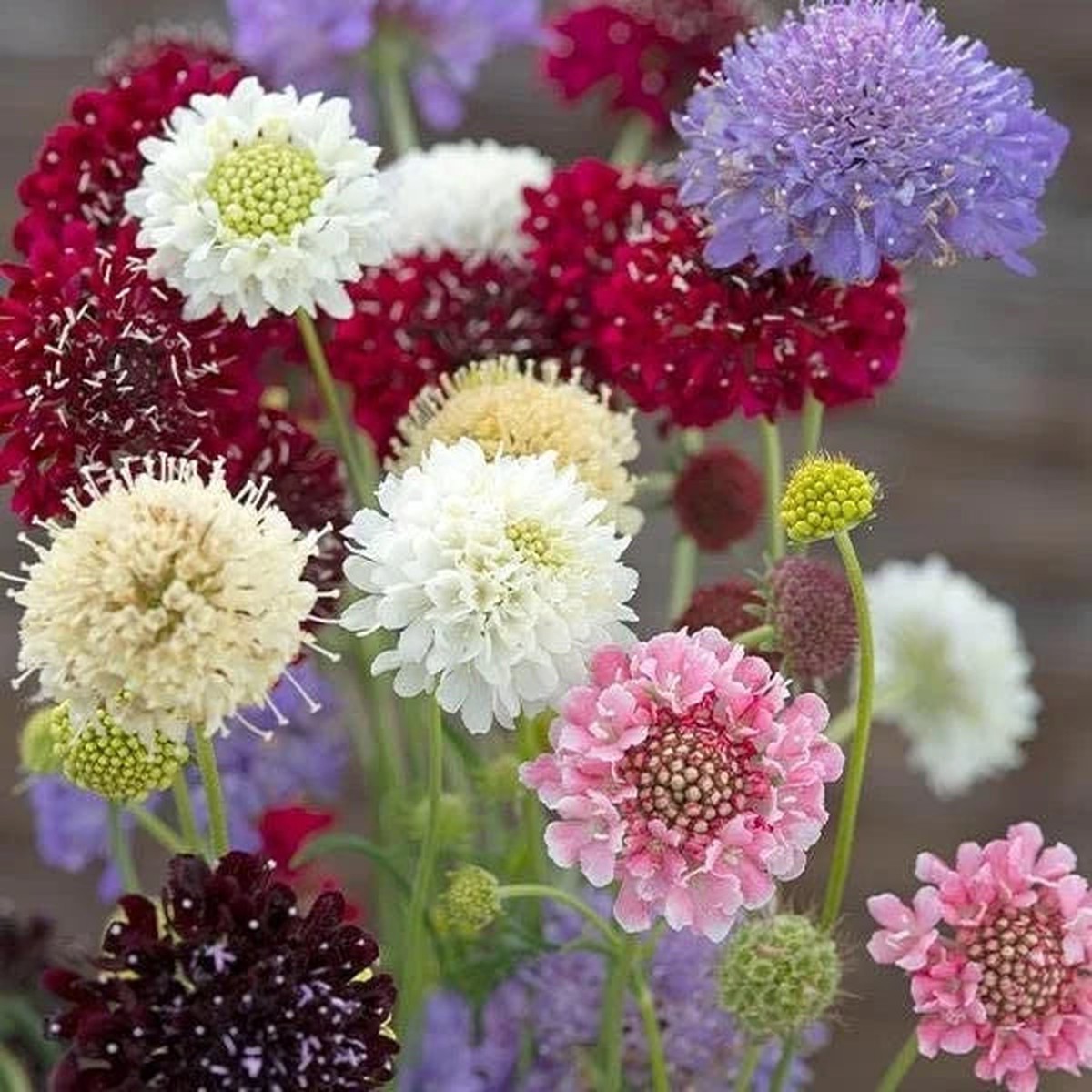 Scabiosa Flower Seeds Heirloom, Non-GMO, Butterfly-Attracting Blooms for Garden Planting