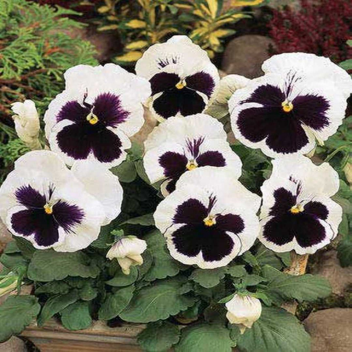 White Black Pansy Seeds for Planting | Heirloom, Non-GMO, Organic Flower Seeds