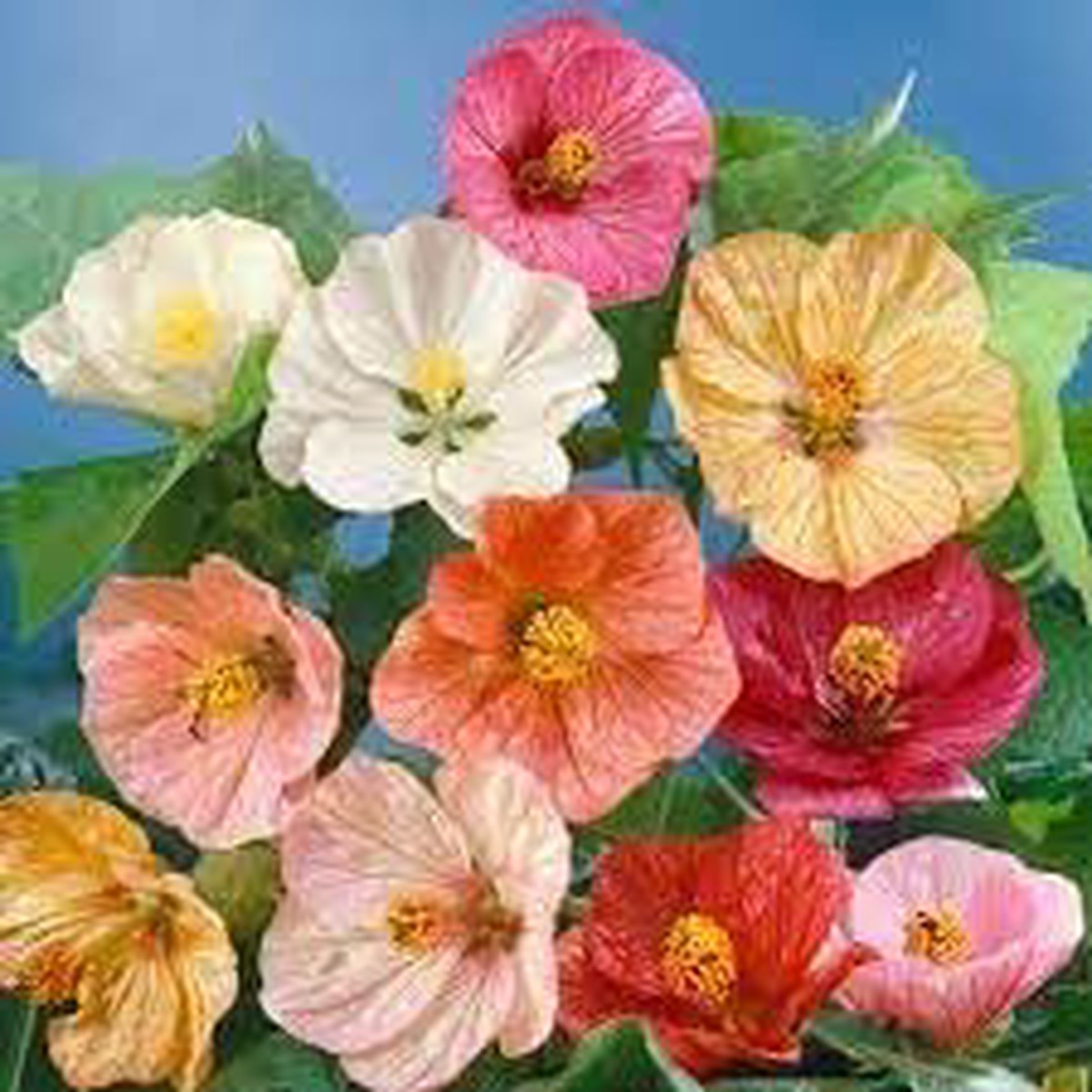 Heirloom Abutilon Flower Seeds, Non-GMO, Bell-Shaped Blooms for Garden Borders and Pots