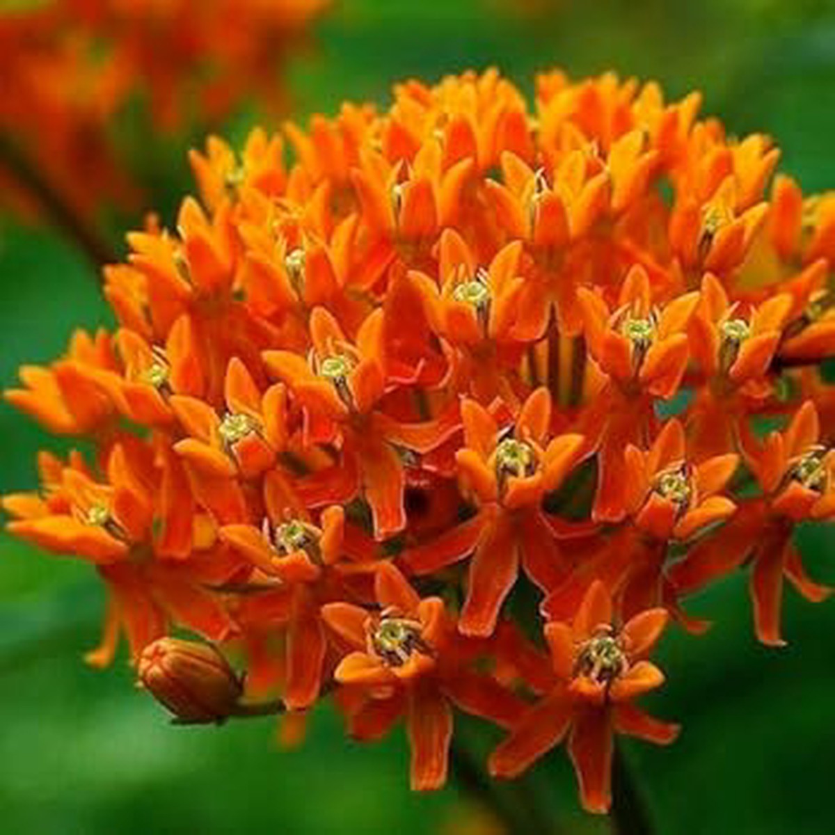Heirloom Asclepias Flower Seeds Non-GMO for Garden Planting Monarch-Friendly Blooms