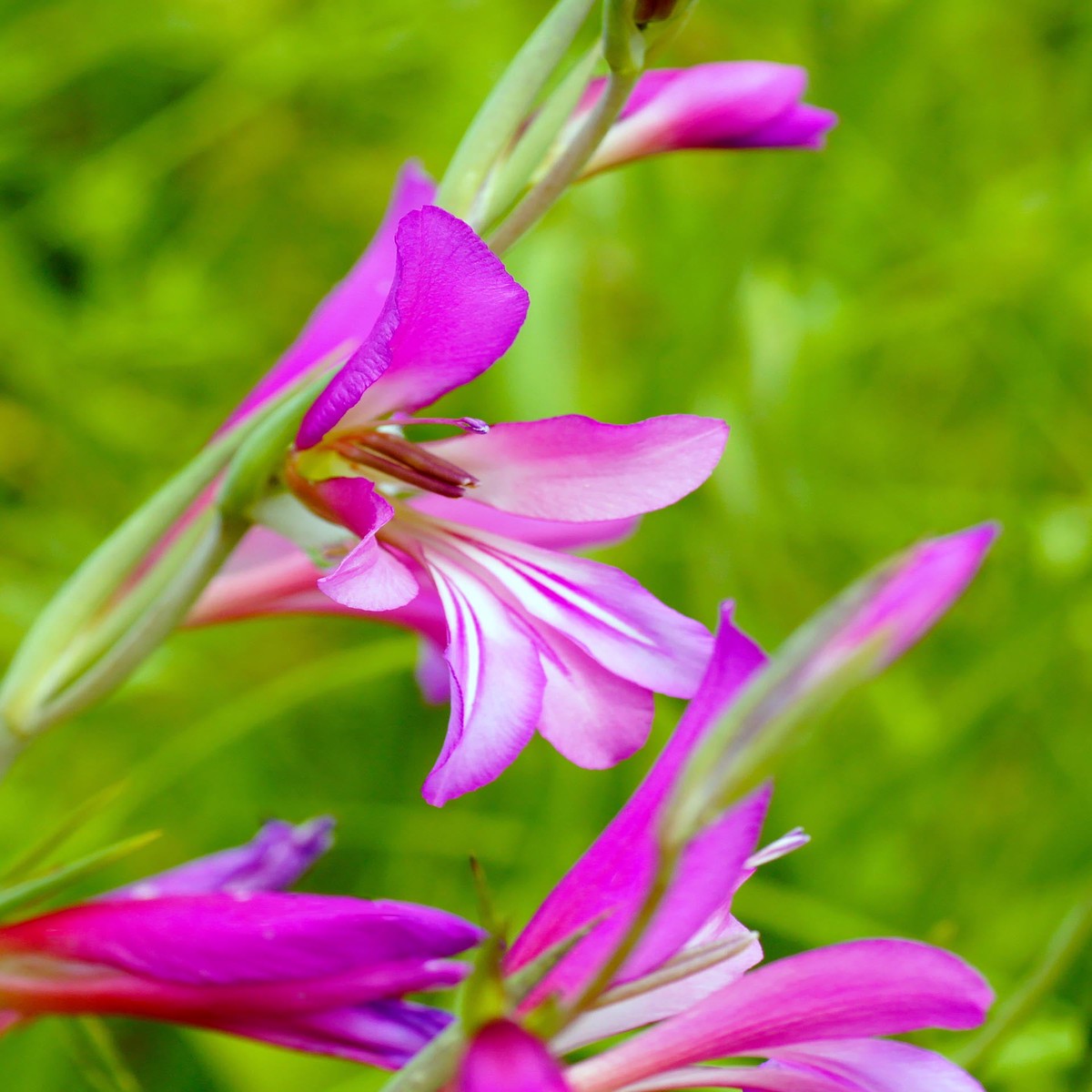 Heirloom Gladiolus Italicus Flower Seeds, Non-GMO Wild Gladiolus Blooms for Vibrant Garden Planting