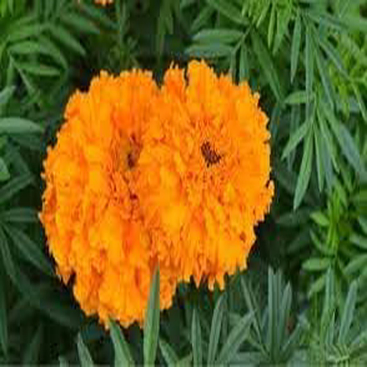 Heirloom Marigold Flower Seeds Non-GMO for Garden Planting Bright Pest-Repellent Blooms