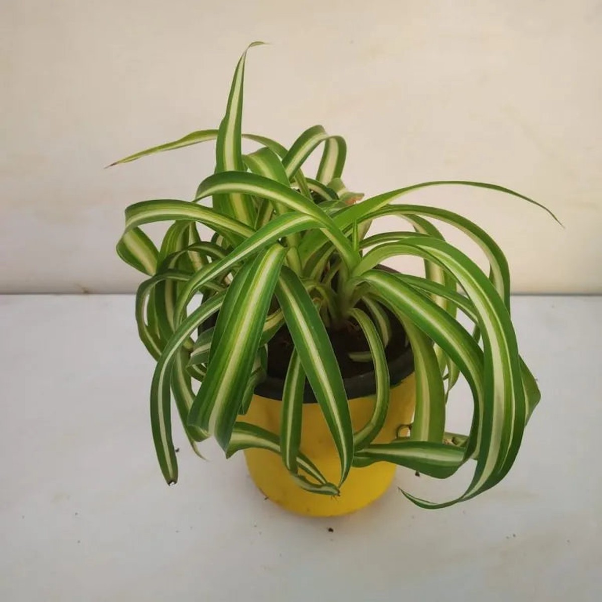 Heirloom Non-GMO Chlorophytum Plant Seeds Air-Purifying Greenery for Garden
