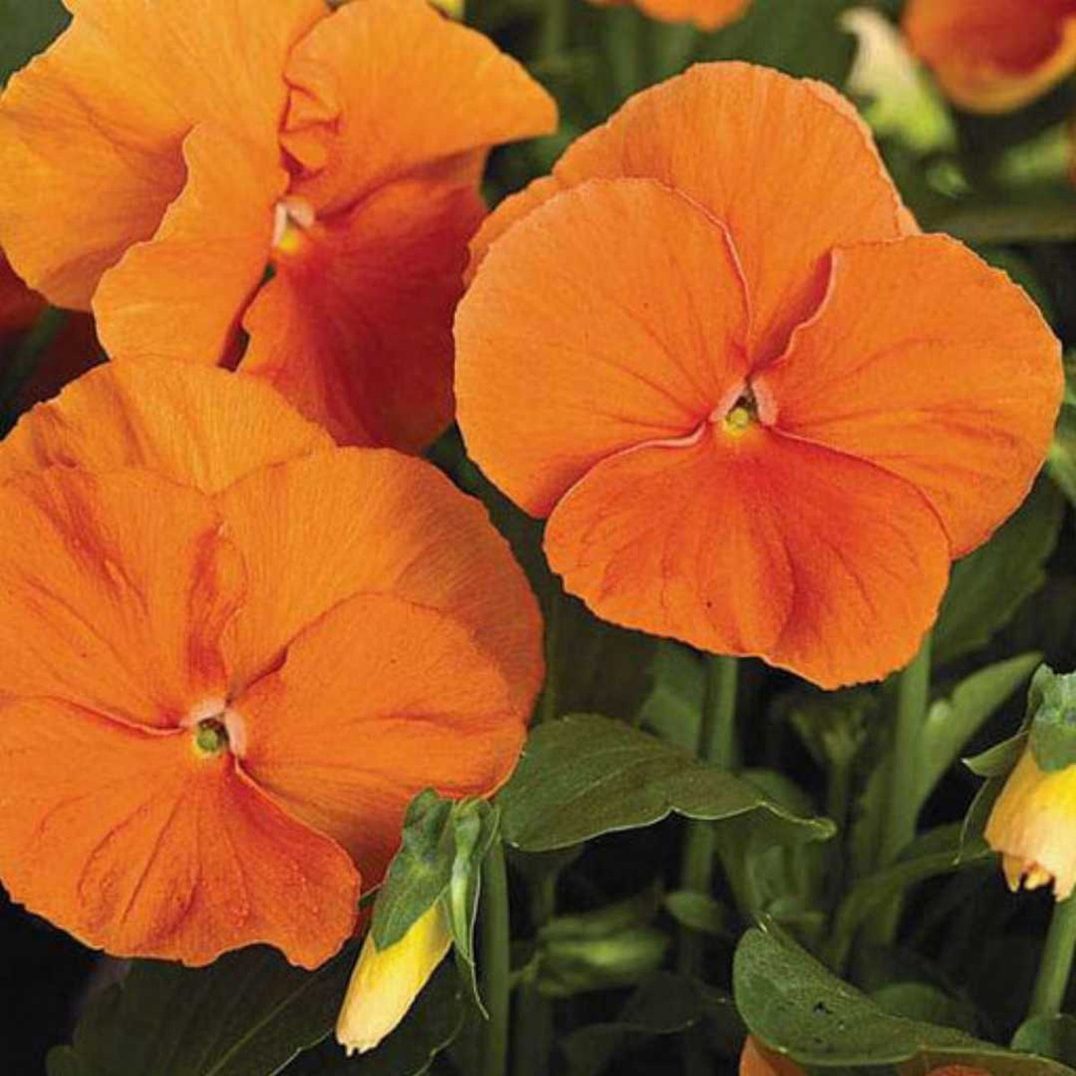 Heirloom Non-GMO Pansy Flower Seeds for Planting Colorful Cool-Season Garden Blooms