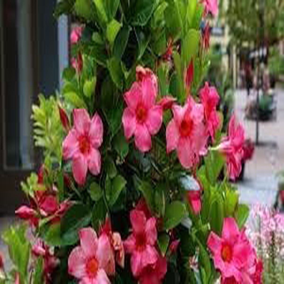 Heirloom Non-GMO Perennial Flower Seeds for Planting Colorful Long-Lasting Garden Blooms