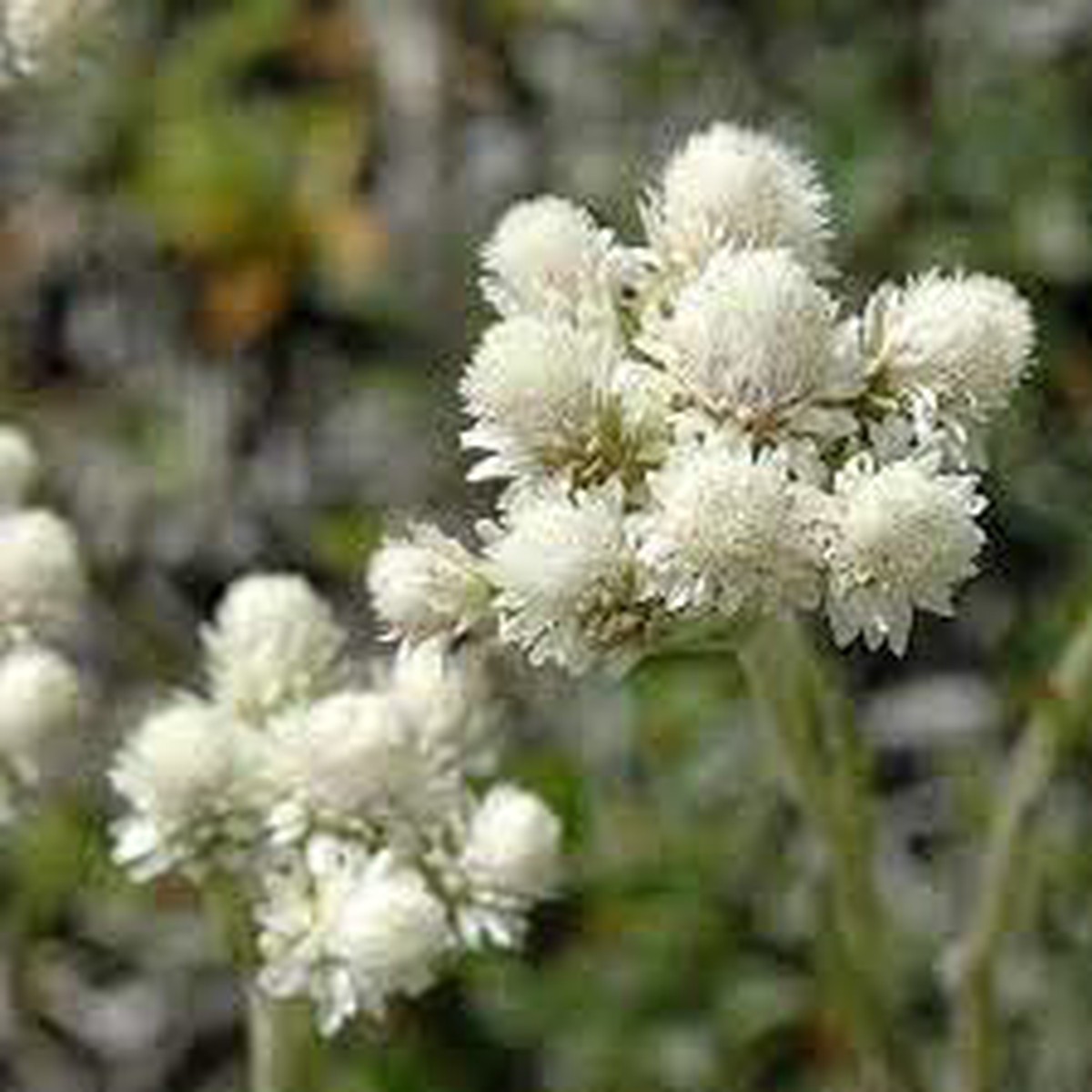 Heirloom Non-GMO Pussytoes Flower Seeds for Planting Soft Native Wildflower Blooming Seeds