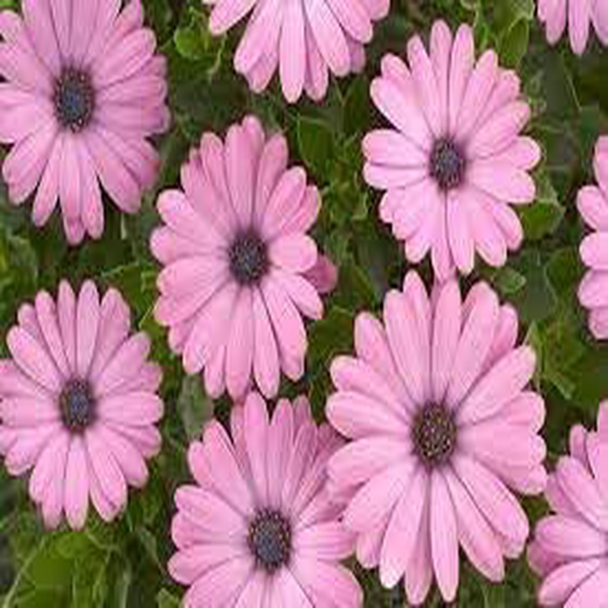 Heirloom Osteospermum Ecklonis Flower Seeds Non-GMO for Garden Planting Colorful Daisy Blooms