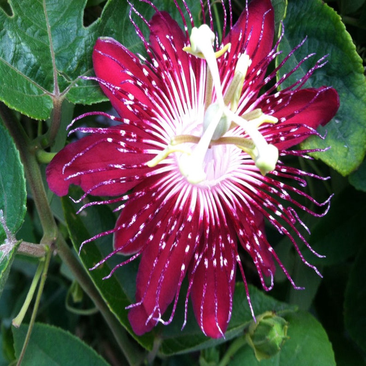 Heirloom Passion Flower Seeds, Non-GMO Exotic Vining Blooms for Tropical Garden Planting