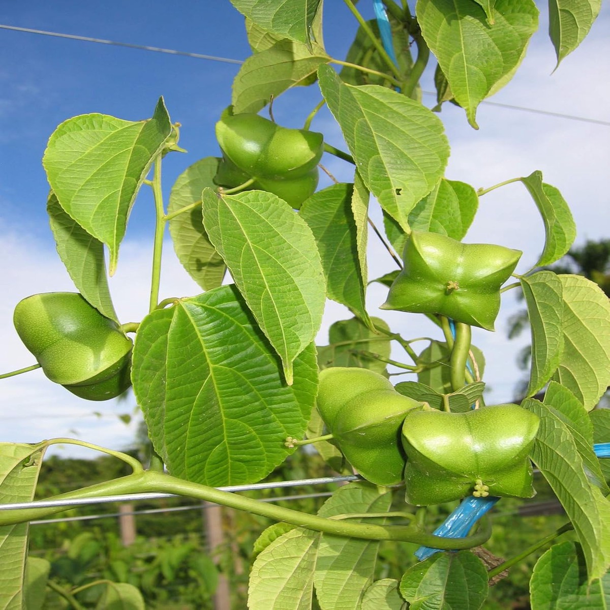 Heirloom Plukenetia Plant Seeds Non-GMO for Garden Planting Edible Oil-Rich Superfood Seeds
