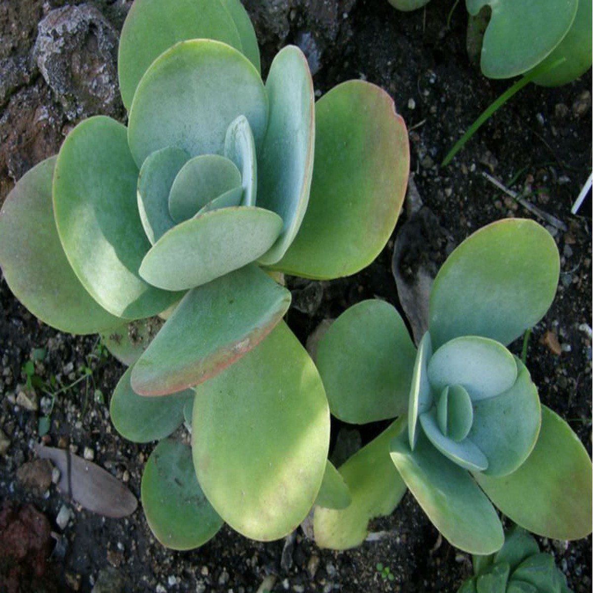 Heirloom Thyrsiflora Plant Seeds, Non-GMO Ornamental Foliage and Blooms for Unique Garden Planting