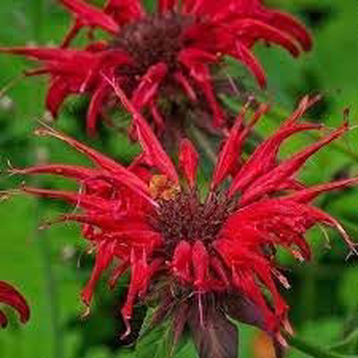 Red Bergamot Monarda Flower Seeds Heirloom & Non GMO seeds for Planting