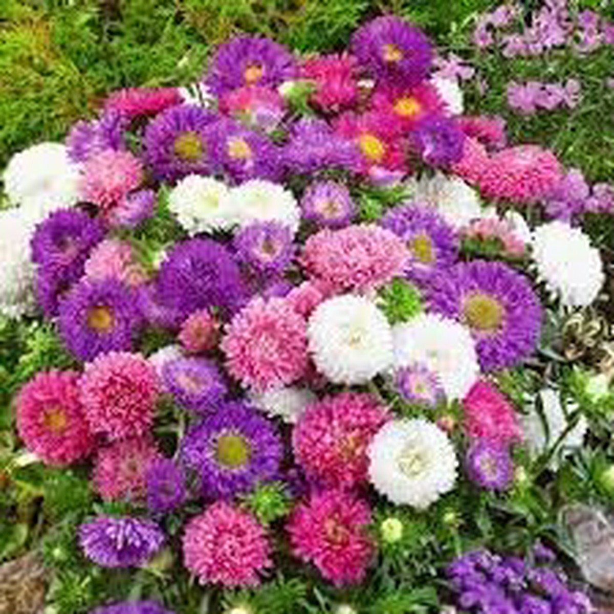 Aster Flower Seeds Heirloom Non GMO Planting - 100 pcs