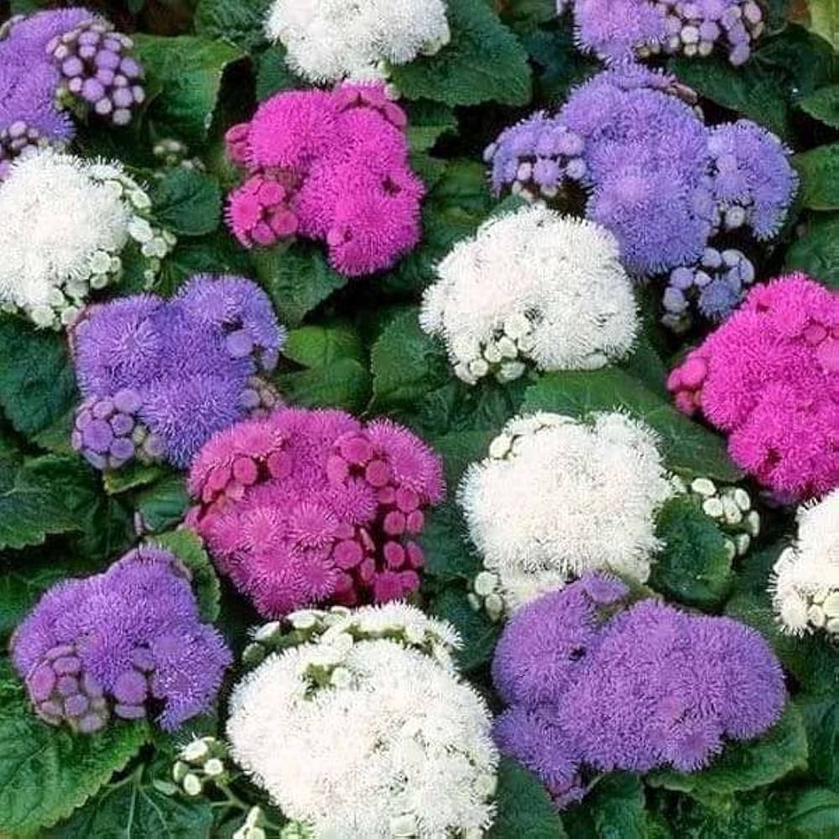 Heirloom Ageratum Balls Mix Flower Seeds for Planting - heirloom and Non-GMO garden seeds