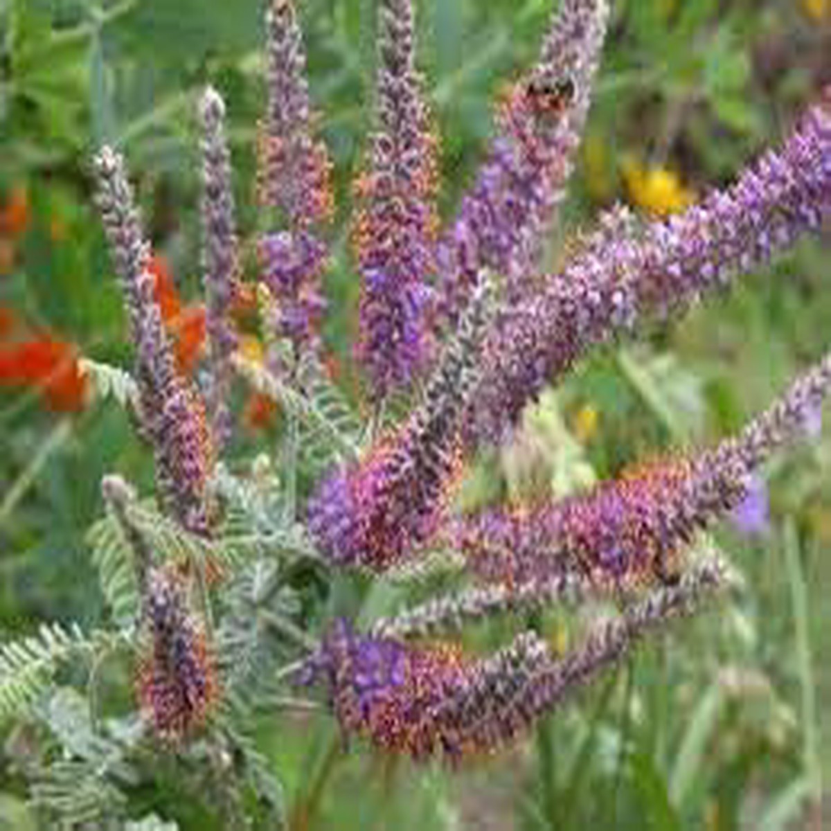Heirloom Amorpha Canescens Flower Seeds for Garden Planting, Non-GMO, Prairie Wildflower Blooms