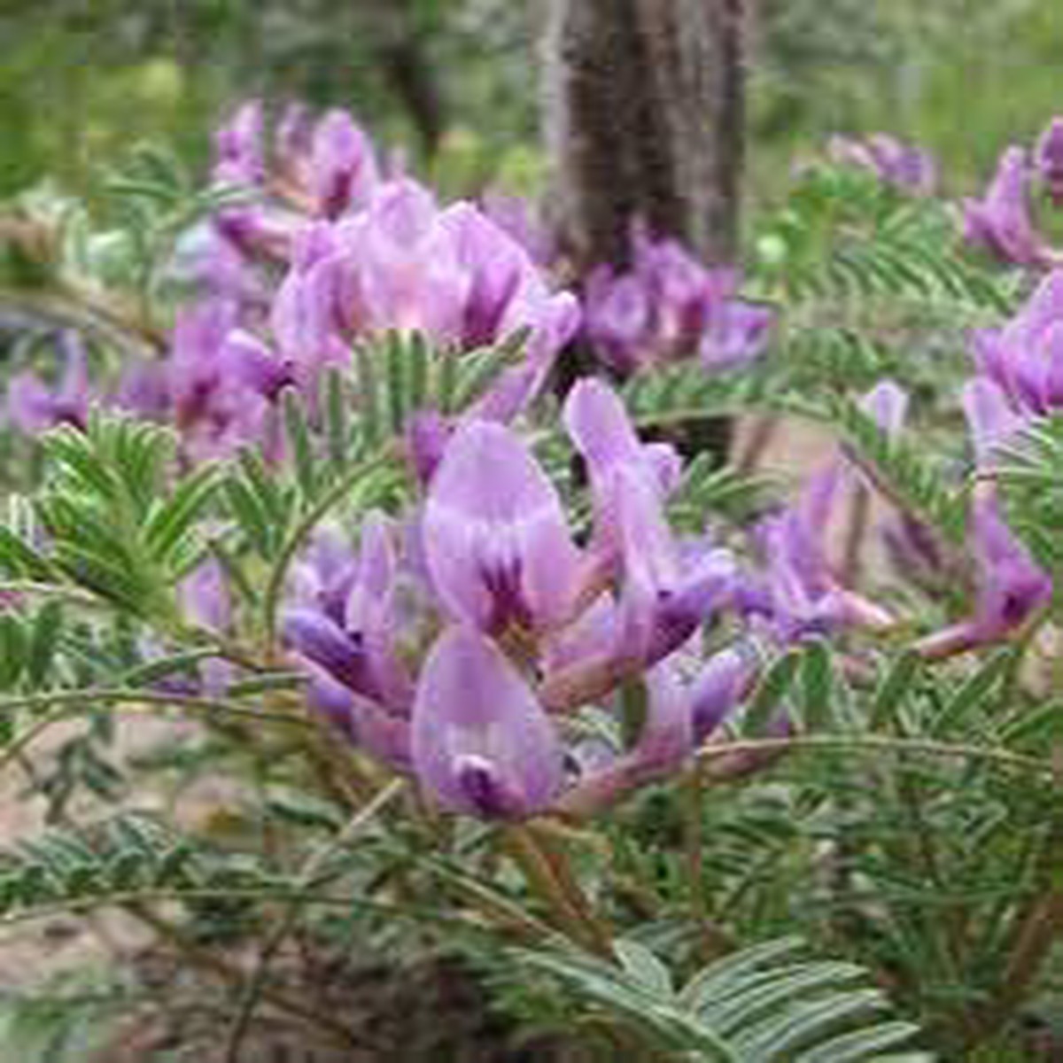 Heirloom Astragalus Crassicarpus Flower Seeds Non-GMO for Garden Planting Wild Prairie Blooms