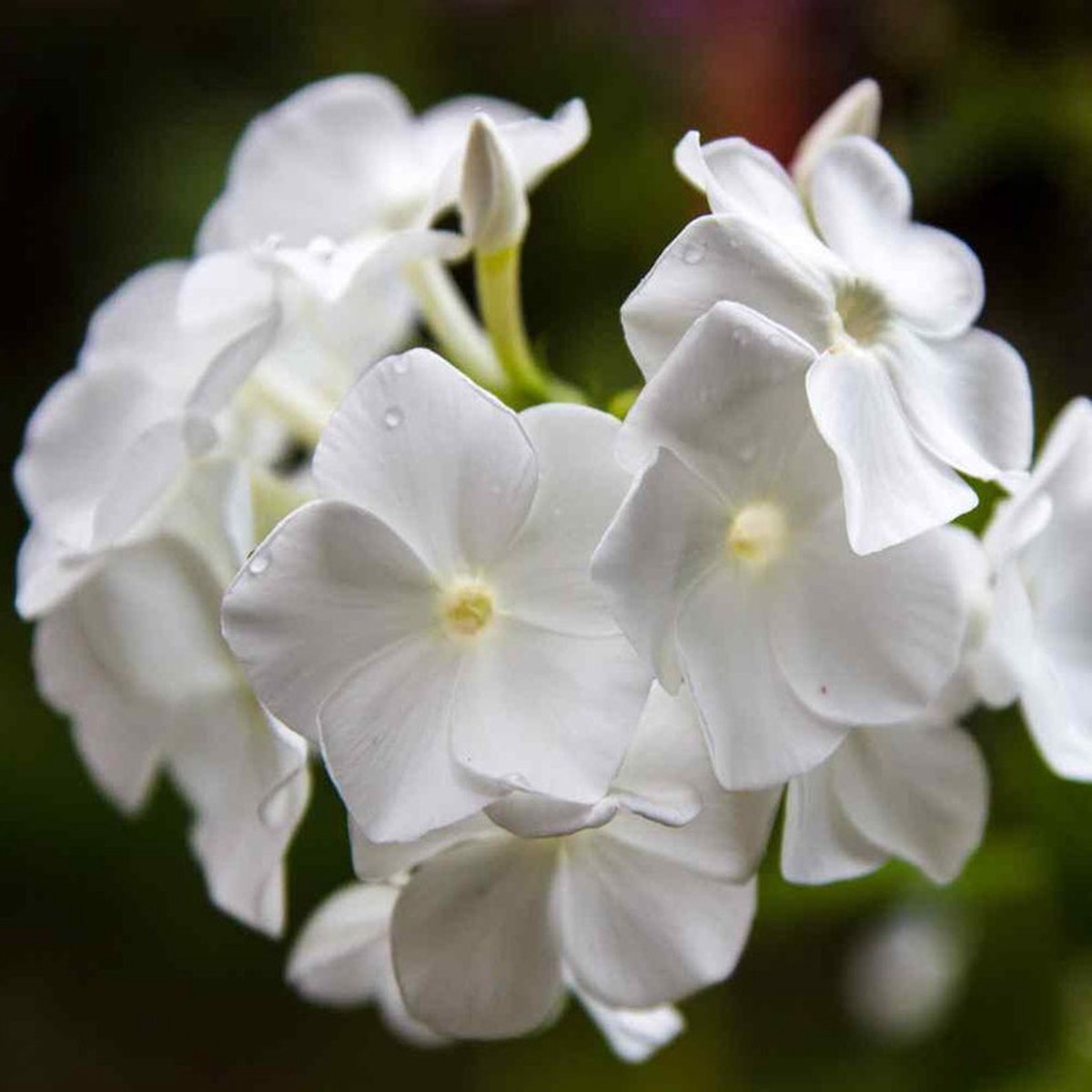 Heirloom Drummondii Flower Seeds, Non-GMO Colorful Annual Blooms for Garden Planting