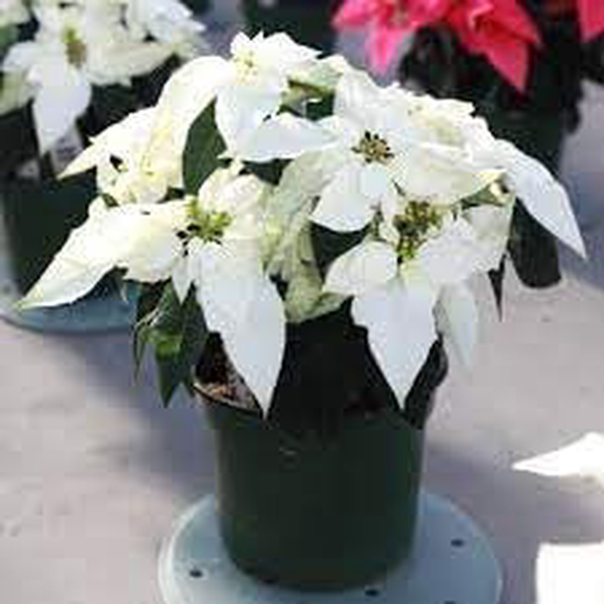 Heirloom Euphorbia Pulcherrima Flower Seeds for Garden Planting, Non-GMO, Festive Poinsettia Blooms
