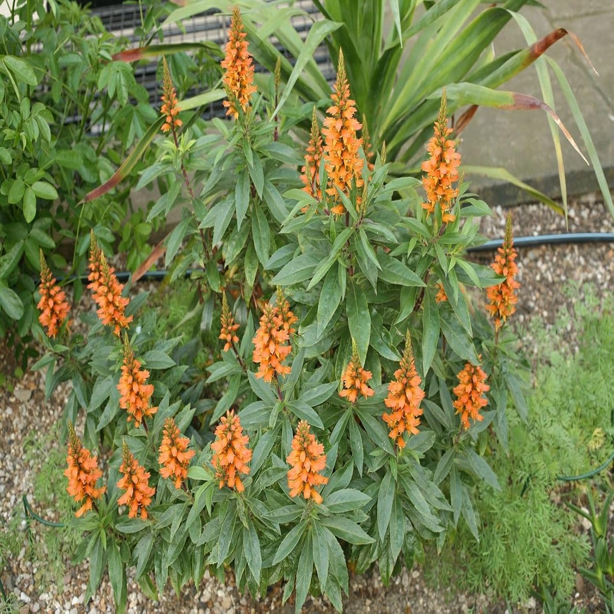 Heirloom Isabelliana Flower Seeds Non-GMO for Garden Planting Rare Tropical Blooms