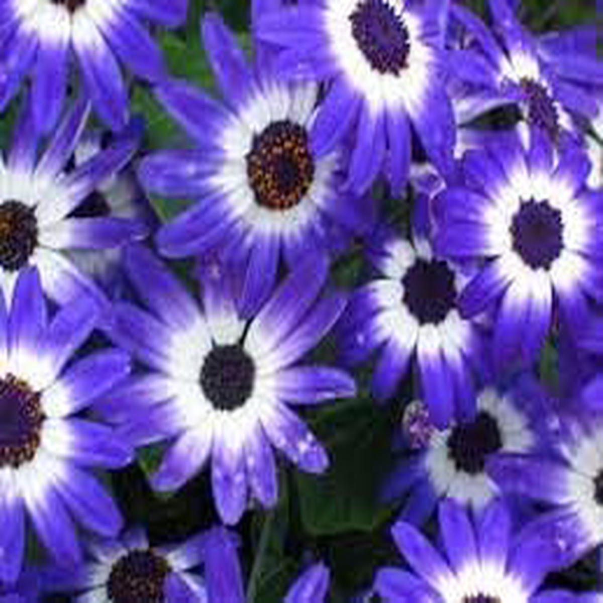Heirloom Non-GMO Senetti Pericallis Flower Seeds for Planting Vibrant Early Spring Blooms for Colorful Gardens