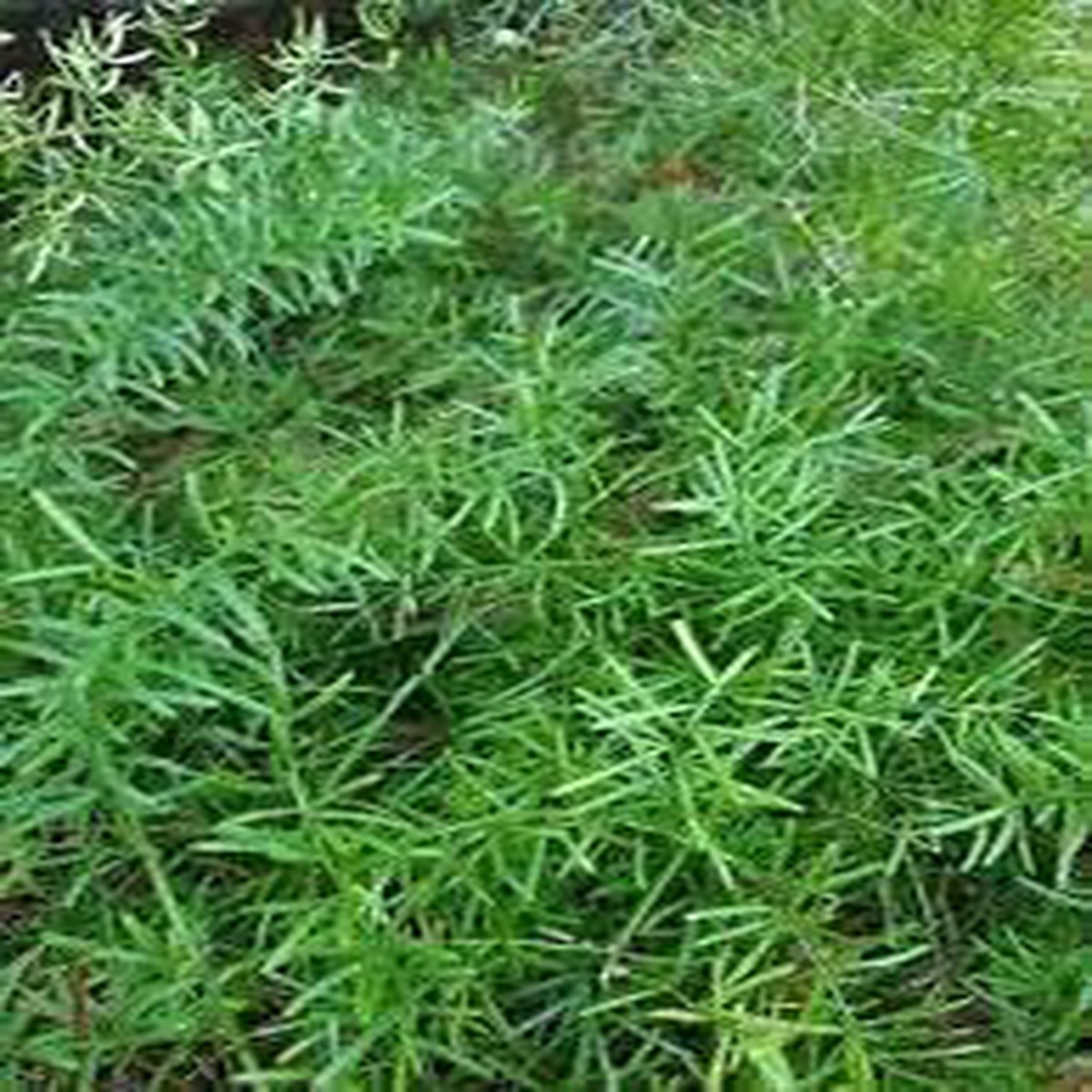 Heirloom Sprengeri Plant Seeds for Planting Non-GMO Airy Fern-Like Foliage Organic Garden Seeds