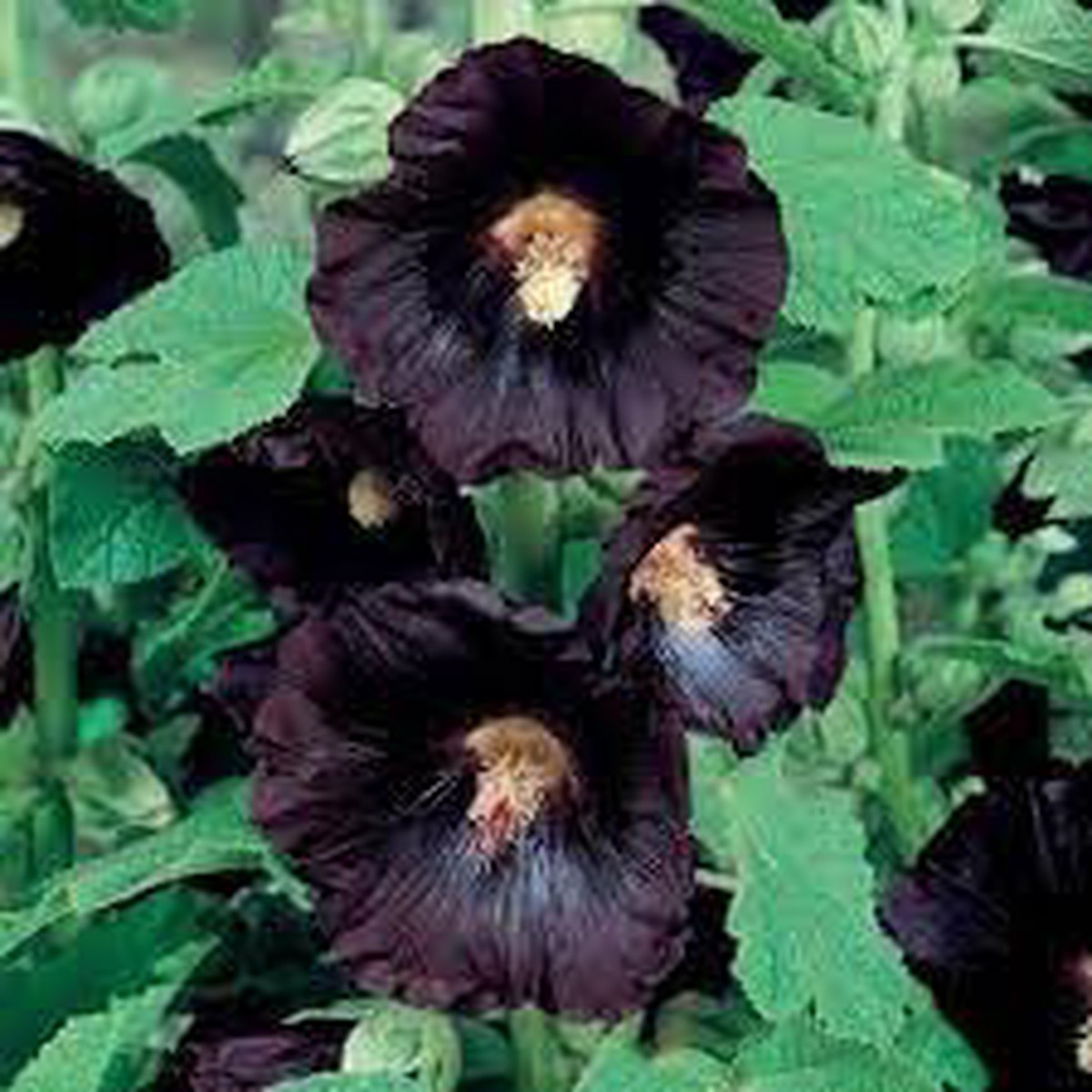 Organic Hollyhock Flower Seeds for Planting Heirloom, Non-GMO