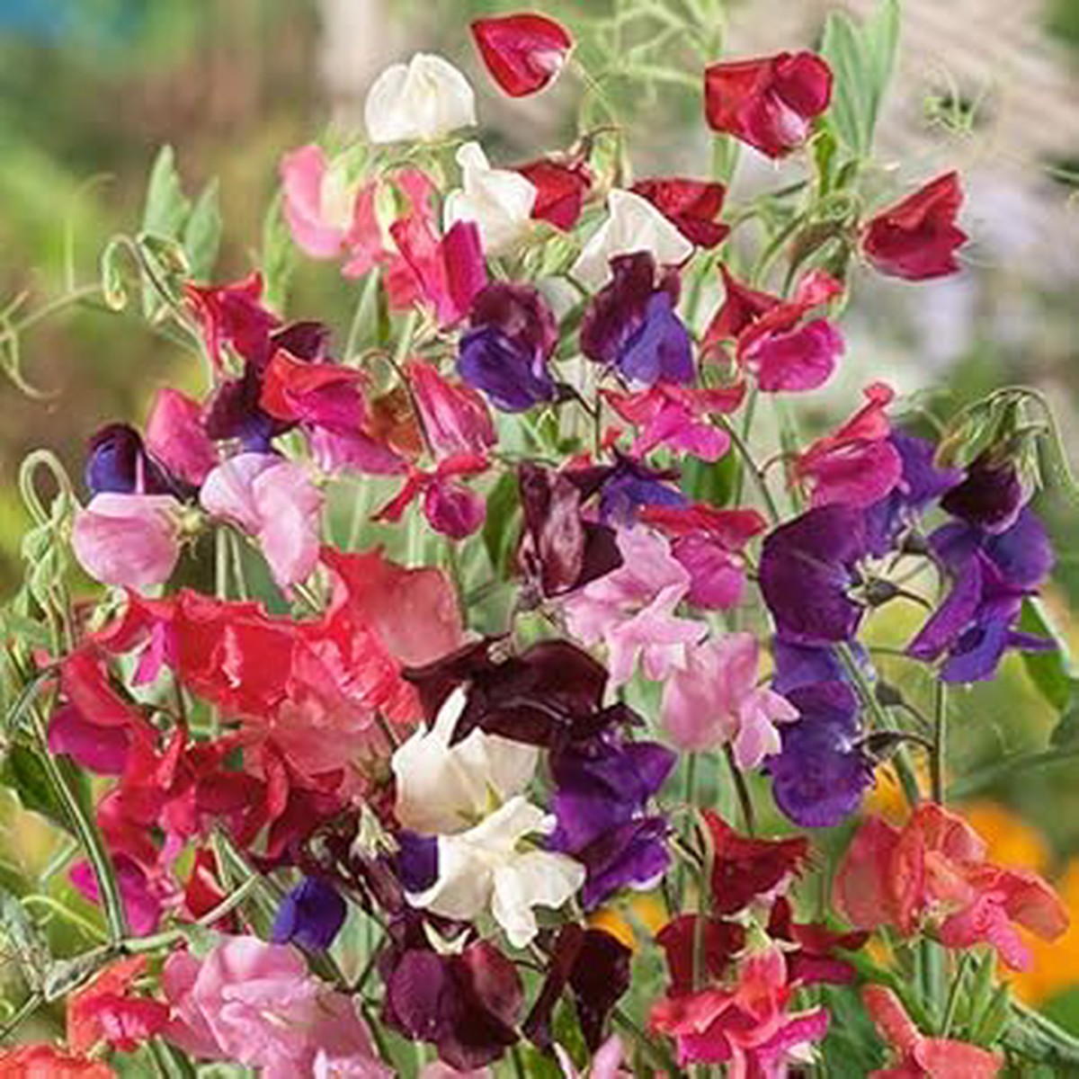 Pea Flower Seeds Heirloom Non GMO Planting - 100 pcs