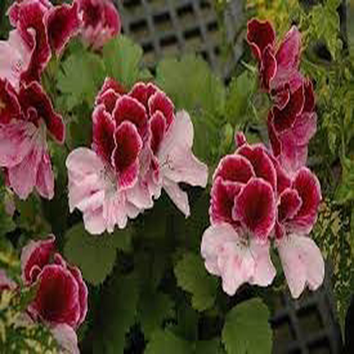 Perennial Flower Seeds Heirloom Non GMO Planting - 100 pcs