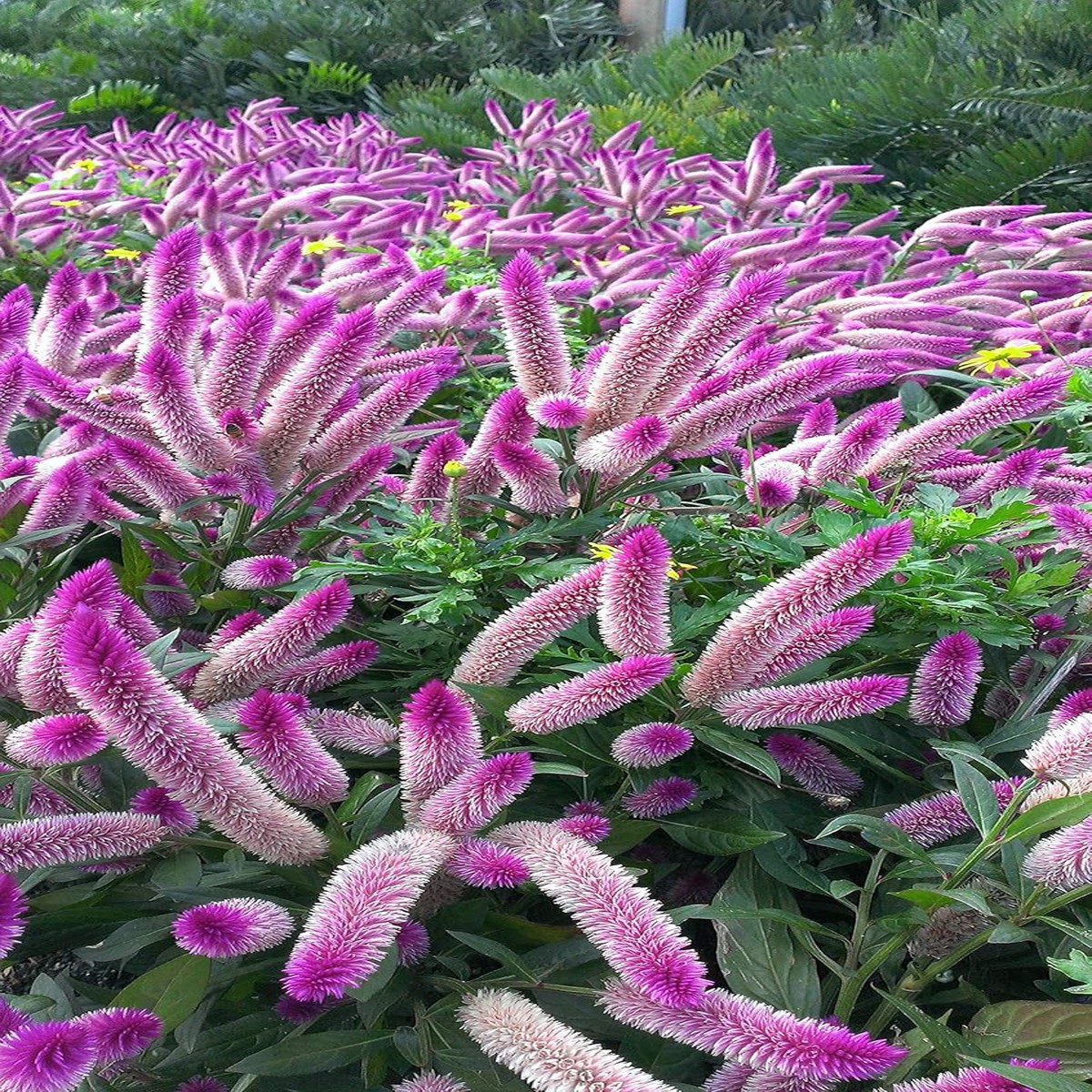 Celosia Spicata Flower Seeds, Heirloom, Non-GMO Unique Garden Accent Seeds