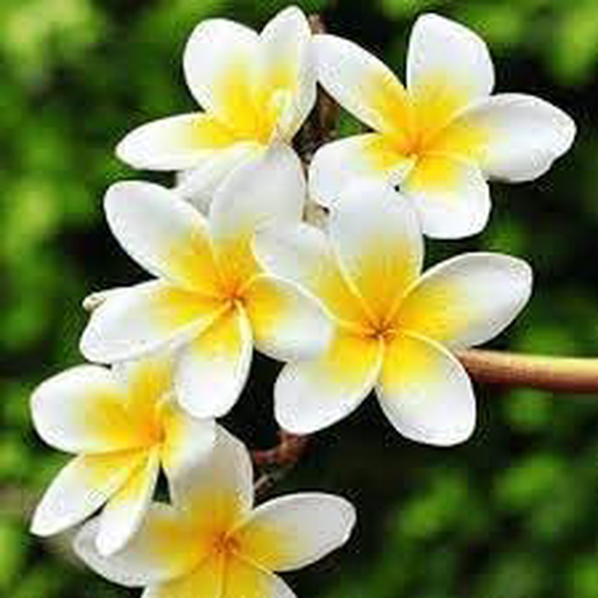 Frangipani Flower Seeds Heirloom Non-GMO Plumeria Seeds for Unique Tropical Gardens