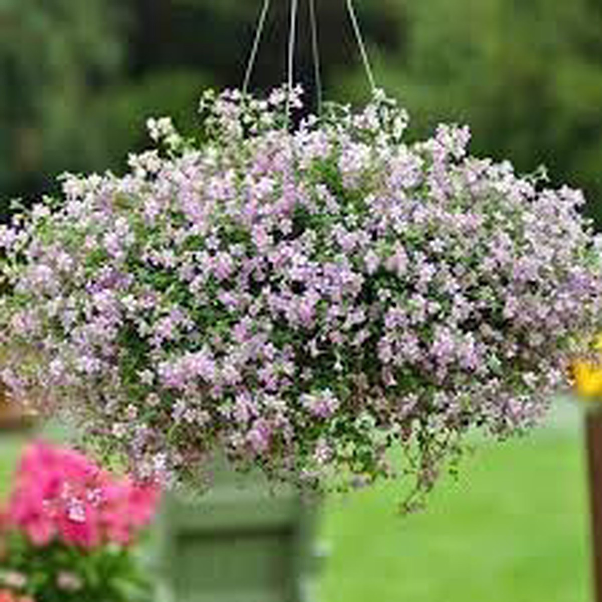 Heirloom Blutopia Flower Seeds Non-GMO for Garden Planting Low-Growing Blue Blooms