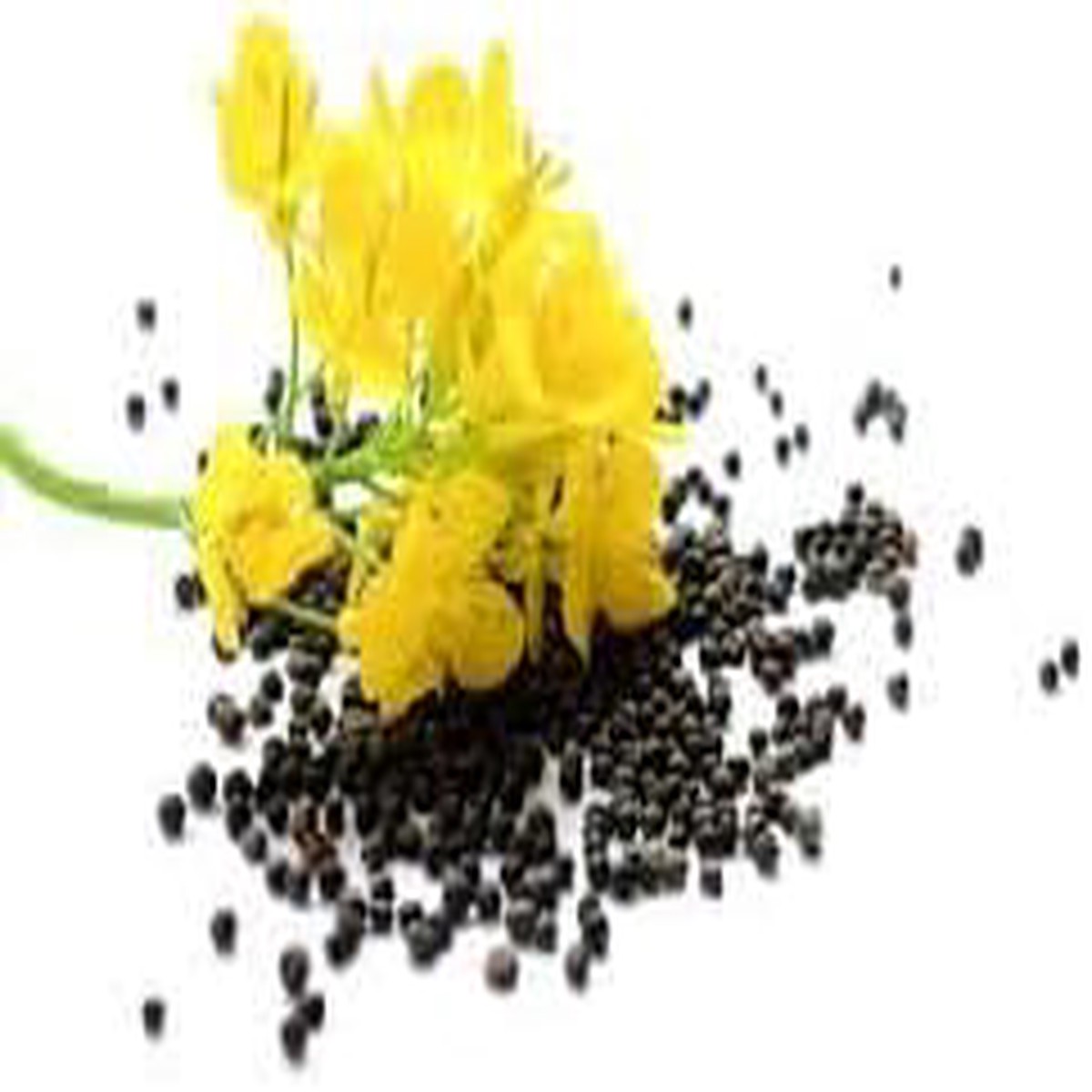 Heirloom Canola Oil Flower Seeds Non-GMO for Garden Planting Yellow Blooming Beauty