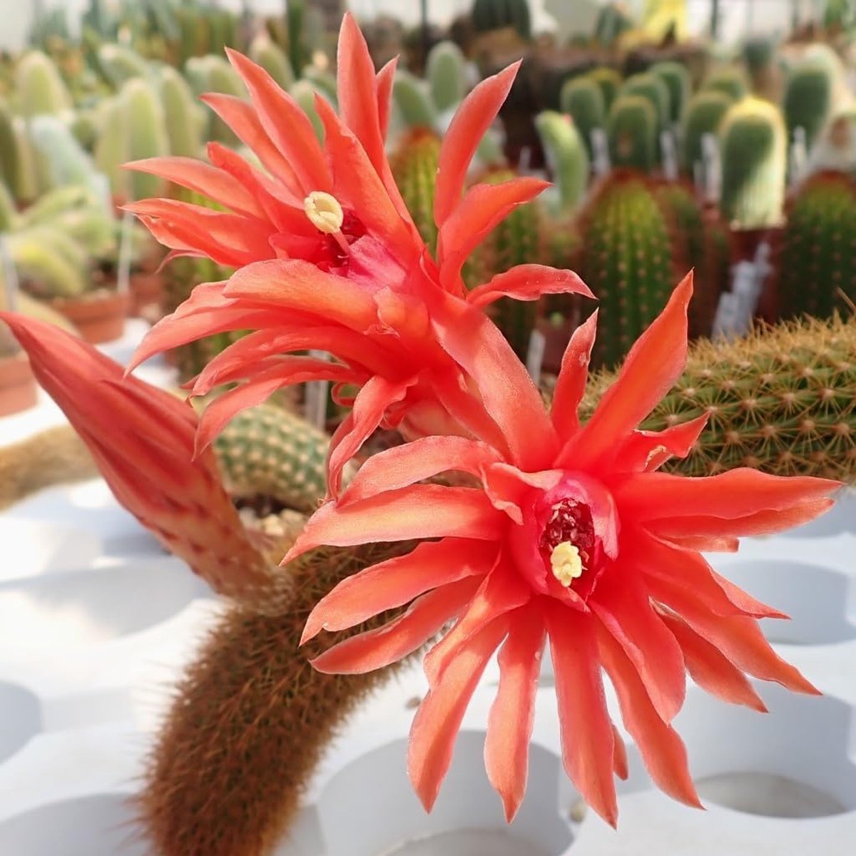 Heirloom Hildewintera Flower Seeds Non-GMO for Garden Planting Exotic Cactus Blooms