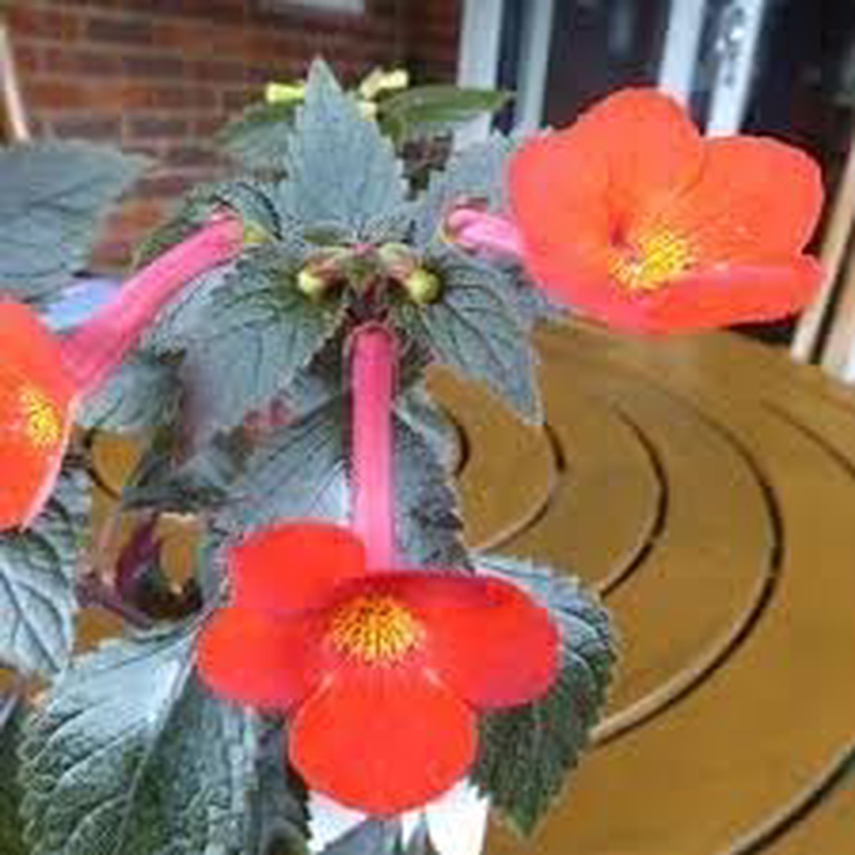 Heirloom Non-GMO Achimenantha Flower Seeds for Planting Rare Tropical Blooms for Indoor and Shaded Gardens