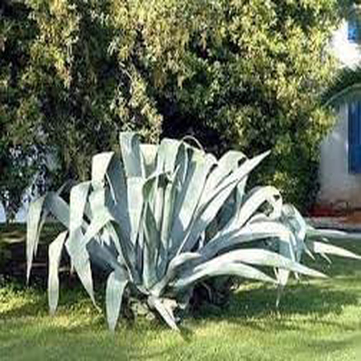 Heirloom Non-GMO Agave Plant Seeds for Planting for Xeriscape Gardens