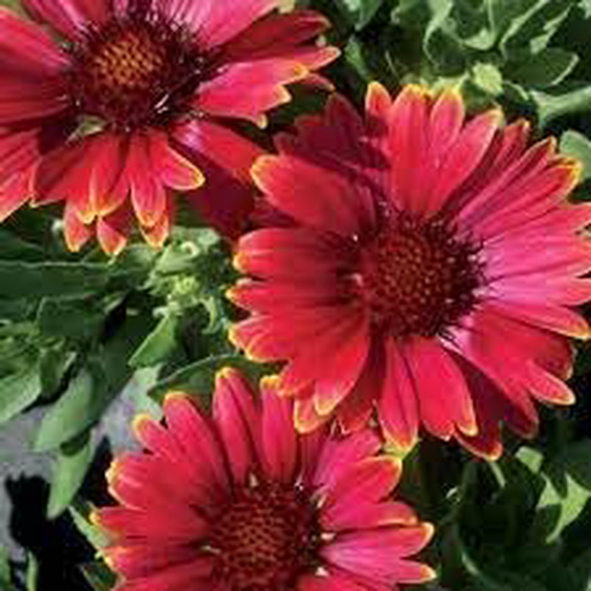 Heirloom Non-GMO Gaillardia Aristata Flower Seeds for Planting Long-Blooming Perennial Wildflowers