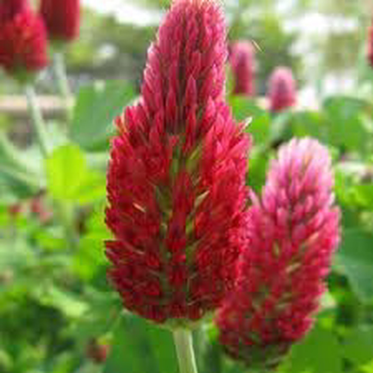 Heirloom Non-GMO Manure Flower Seeds for Planting Enrichment & Pollinator Garden Organic Garden Seeds